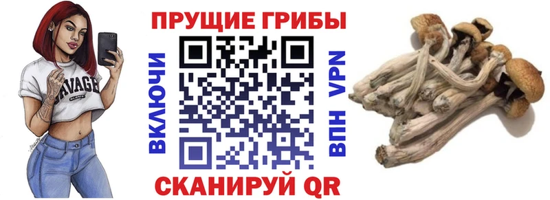 Псилоцибиновые грибы Psilocybine cubensis  OMG рабочий сайт  Злынка 